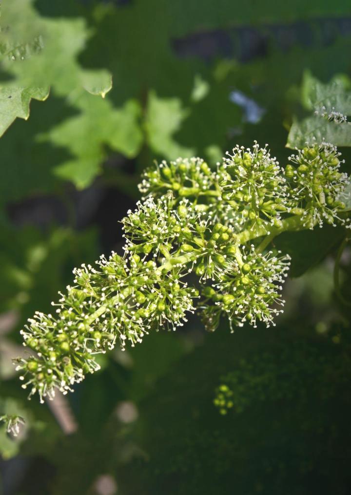 Le vignoble de Bourgogne Beaune