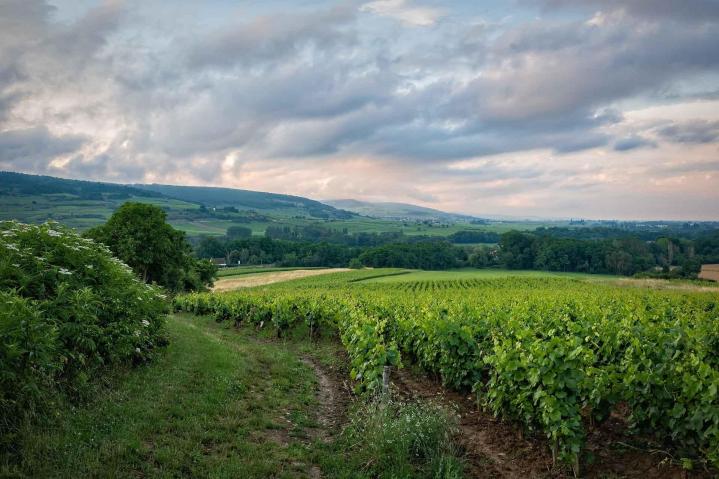 La Bourgogne et son vignoble, berceau de vins prestigieux