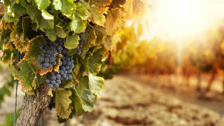 Vente de vin Beaune