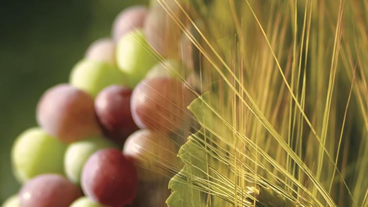 Vente de vin Beaune